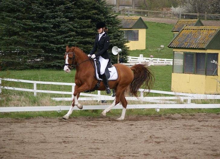 DSP Firhøjs Pikant  B PONY - Pikant i en fri gallop i vores første LA6/PRI til 66/67% og B pony!! :D (foto Camilla Hald Albertsen) billede 14