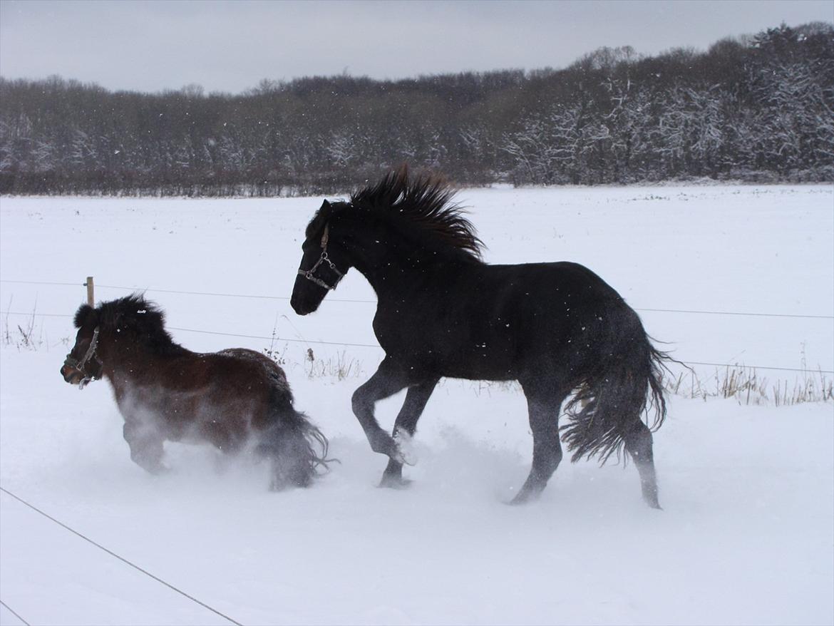 Frieser Alegro Ellemose  - Alegro og Bruno leger :DDDD billede 18