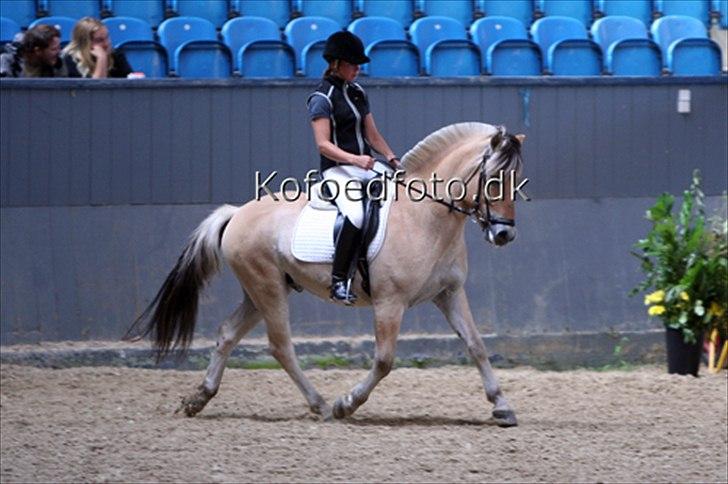 Fjordhest Ny Vestergårds Joakim - Championat på Vilhelmsborg 2010. Testrytter: Karina Kristiansen billede 14