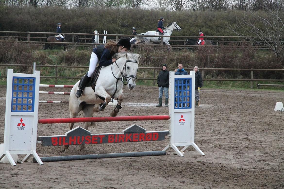 Anden særlig race Misty - Sløjfe springstævne den 22/4-12 på FHSR 
80 cm :-)  billede 5