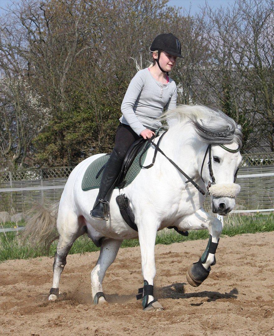 Anden særlig race | Max  * Mulle * - Smukke hvide pony <3  billede 2