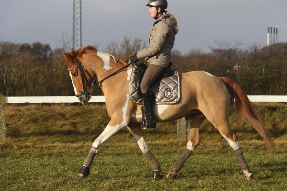 Anden særlig race • Trebjerregårds Grande • billede 12