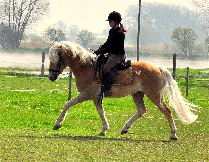 Haflinger Eskedalens Akinos billede 5