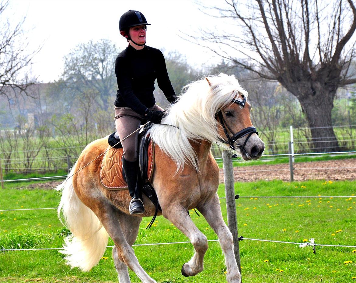 Haflinger Eskedalens Akinos billede 6