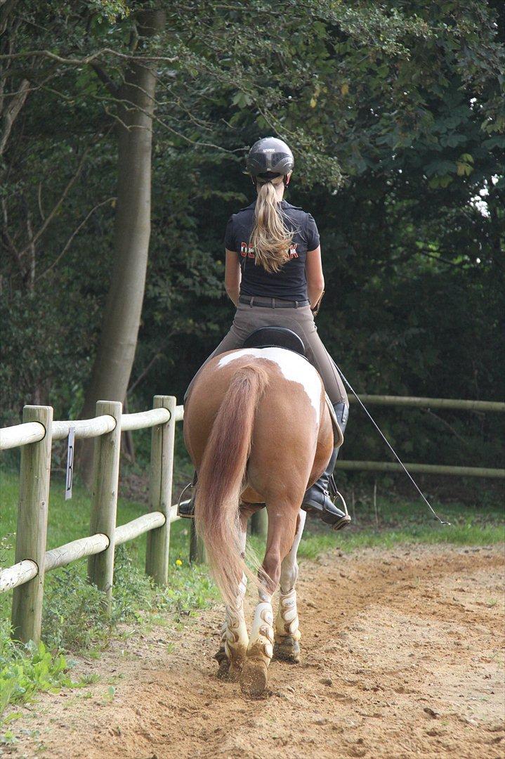 Anden særlig race • Trebjerregårds Grande • billede 13