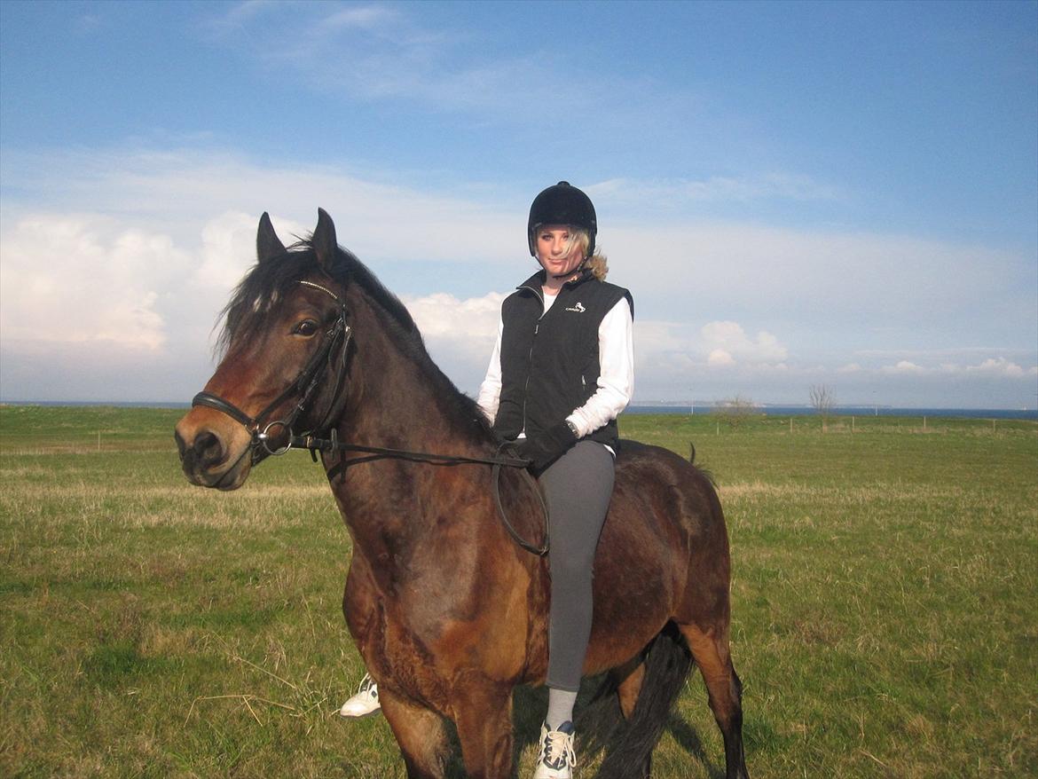 Welsh Cob (sec D) Låddenhøjs Donnovan [Tidl. Part] billede 2