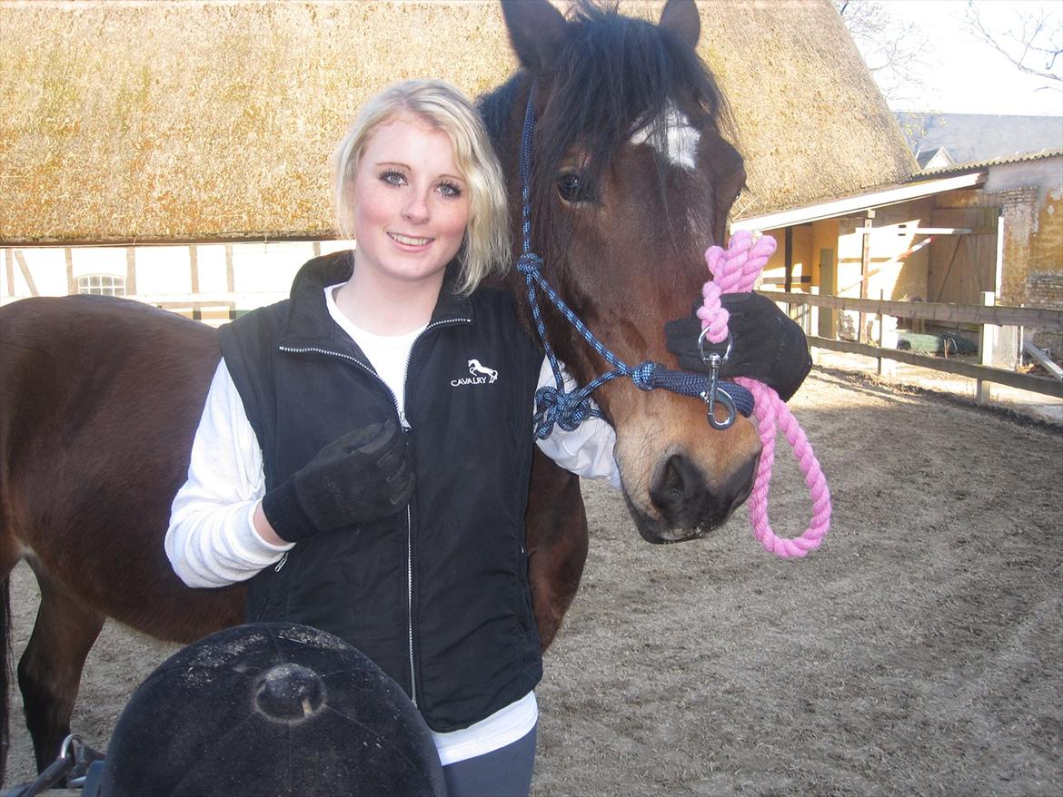 Welsh Cob (sec D) Låddenhøjs Donnovan [Tidl. Part] billede 3