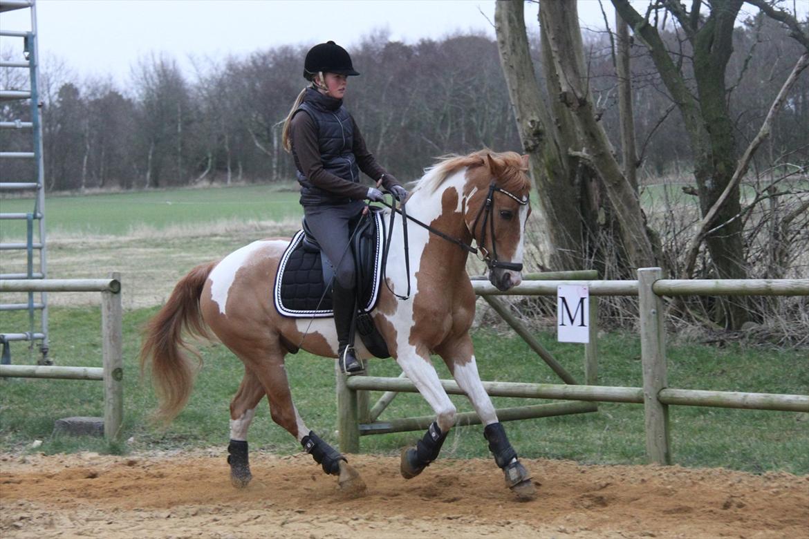 Anden særlig race • Trebjerregårds Grande • billede 15