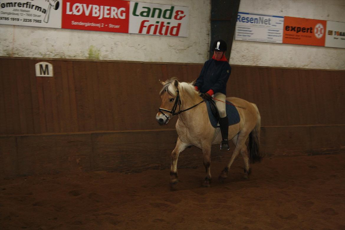 Fjordhest Toby [Har Redet] - Så fin du er :) billede 3