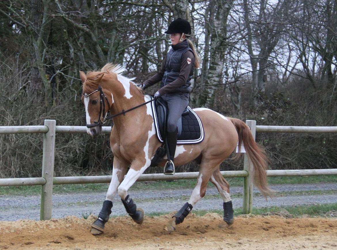 Anden særlig race • Trebjerregårds Grande • billede 16