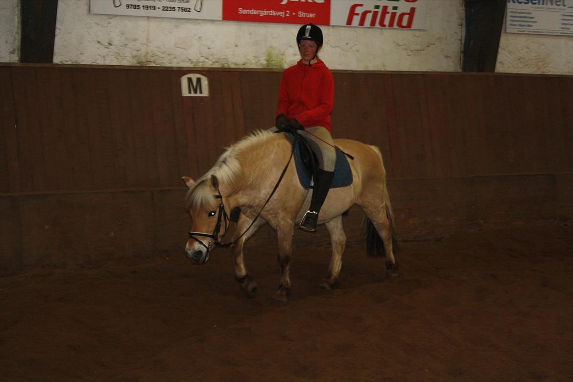Fjordhest Toby [Har Redet] - Efter at have 'kæmpet' med ham i lang tid, om at få ham i galop (Med flere buk osv..) ville han gerne skridte af :) Faldt dog ikke af da han bukkede xD billede 6
