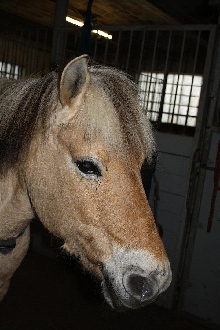 Fjordhest Toby [Har Redet] billede 10
