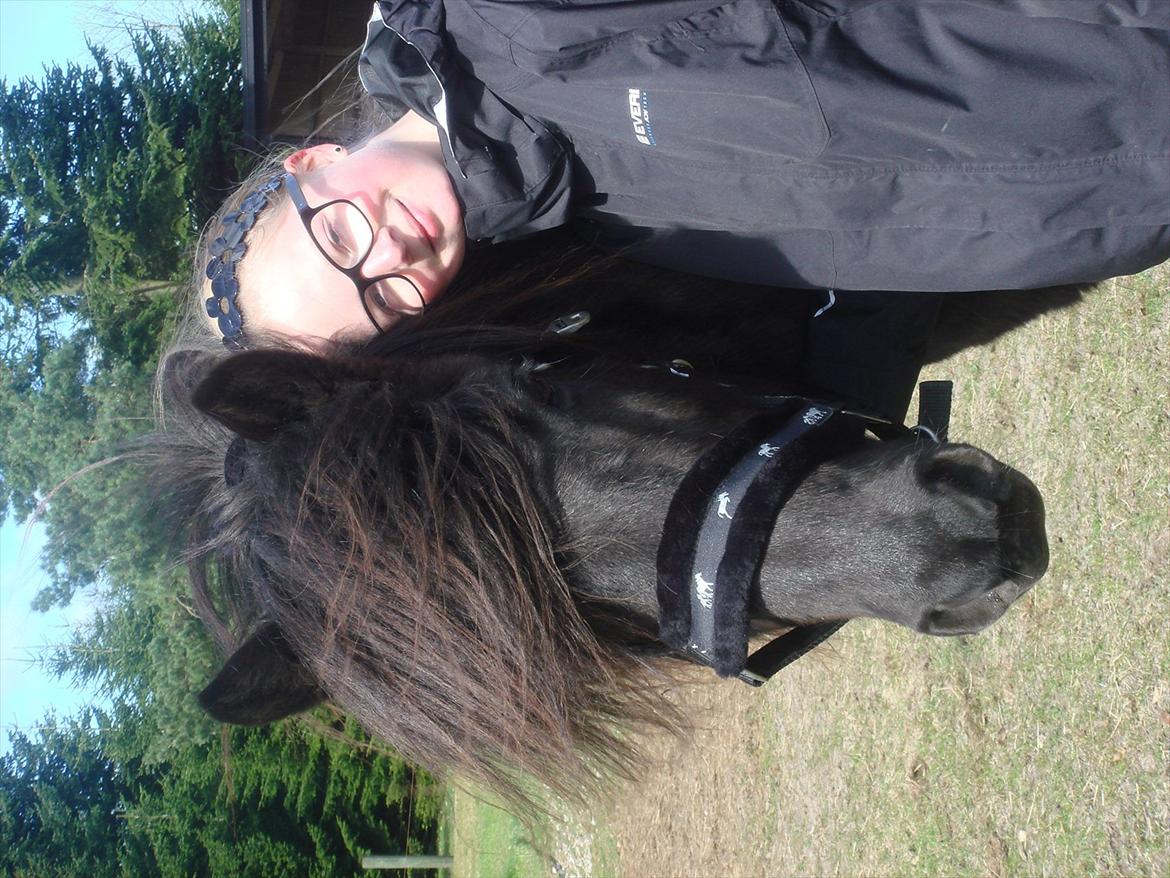 Islænder Yringúr (Ingolf) billede 2