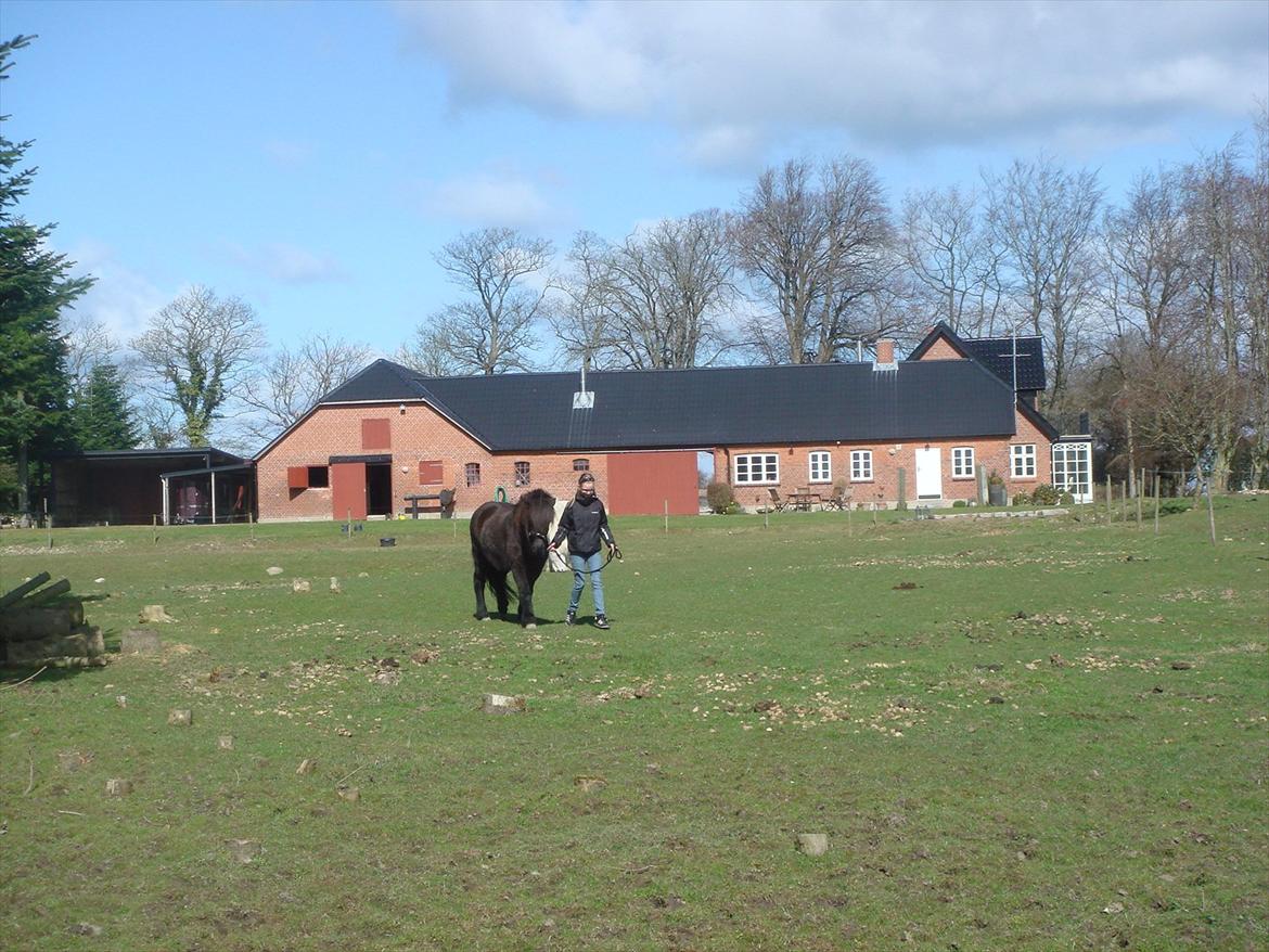 Islænder Yringúr (Ingolf) - Lidt spanske skridt billede 3