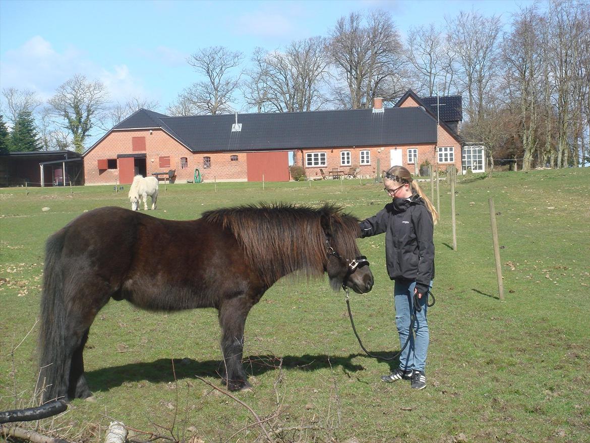 Islænder Yringúr (Ingolf) - Dejligt med lidt belønning :-) billede 4