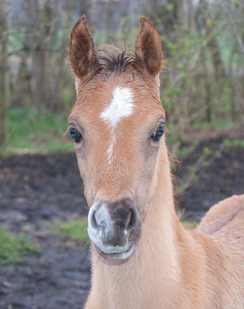 Arabisk fuldblod (OX) EA Dimetri´s Destination billede 9