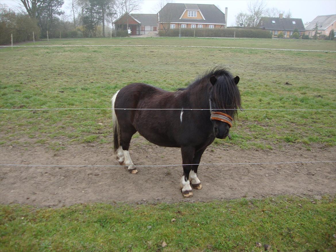 Shetlænder Thor (R.I.P) - Er jeg ikke smuk. :-)
23.04.2012 billede 18