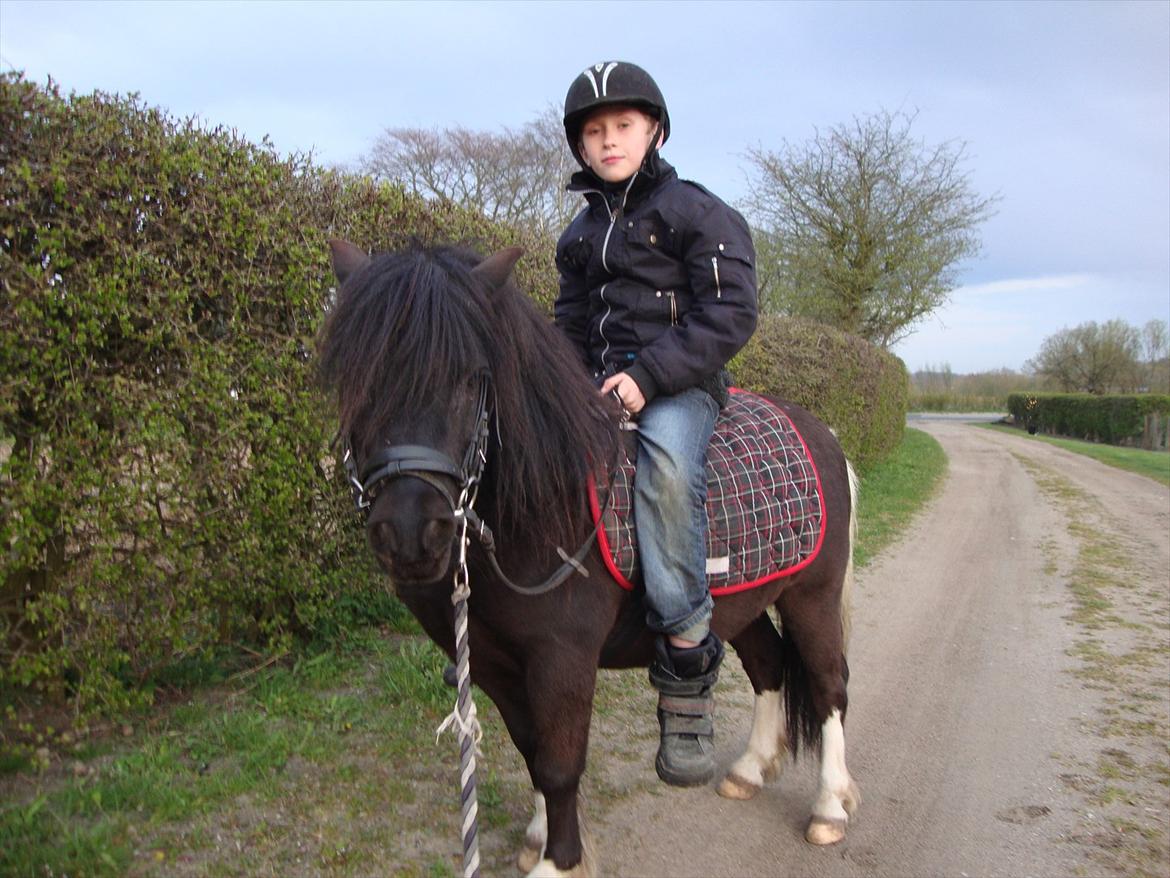 Shetlænder Thor (R.I.P) - Thor med sin bedste ven på ryggen.
23.04.2012 billede 19