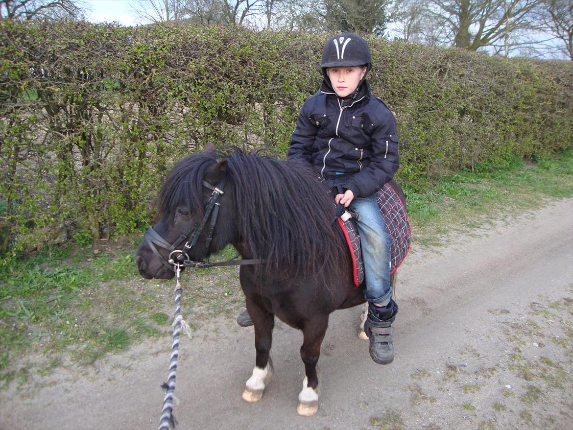 Shetlænder Thor (R.I.P) - Joachim på ryggen af Thor for 3 gang.
23.04.2012 billede 20