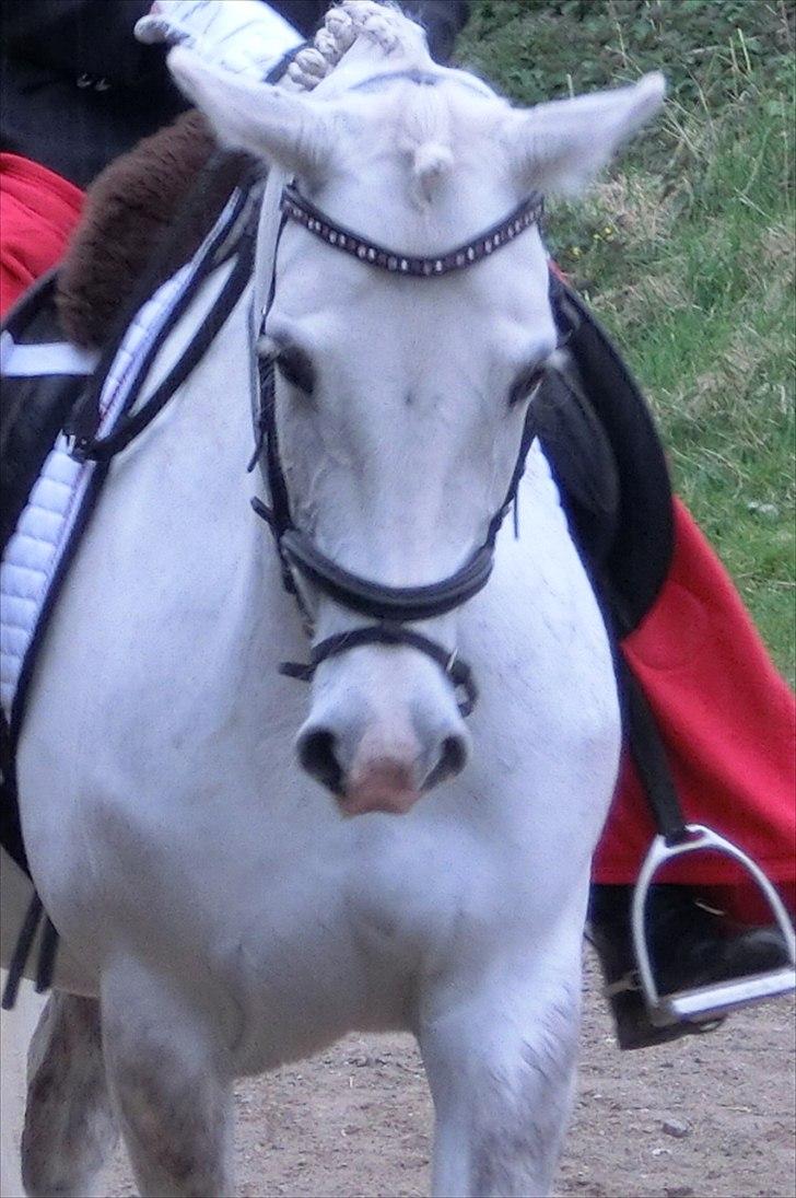 DSP Siska Bredager billede 17