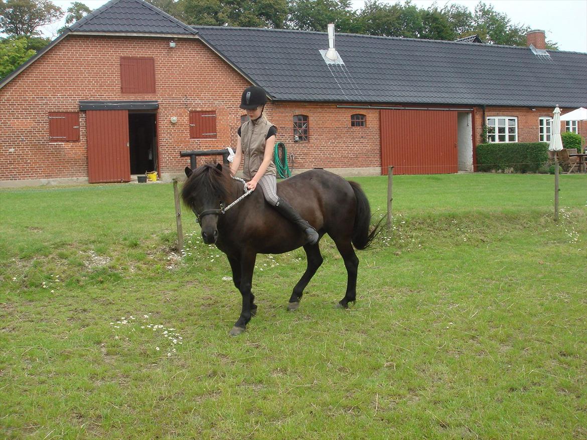 Islænder Yringúr (Ingolf) - Skulle lige prøve en lille drejning :-) billede 5