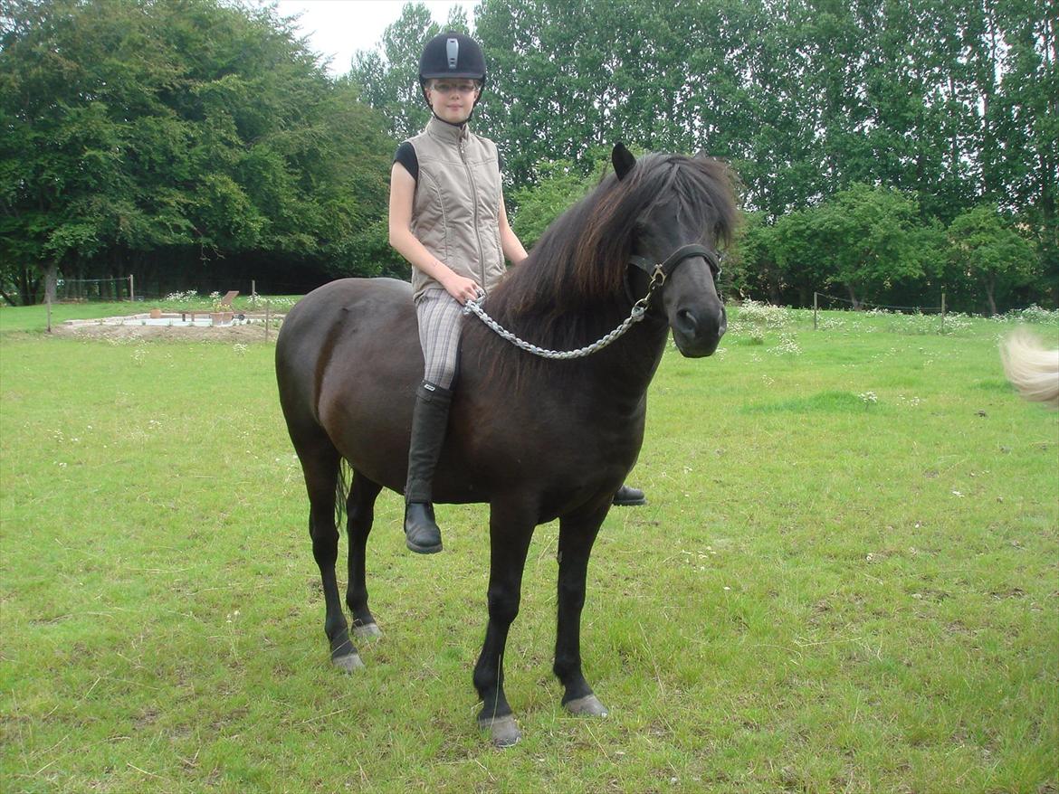 Islænder Yringúr (Ingolf) - Fin parade :-) billede 6