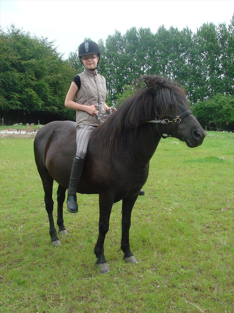 Islænder Yringúr (Ingolf) - Der var vi lige ved at gå ind i min far :-O billede 7