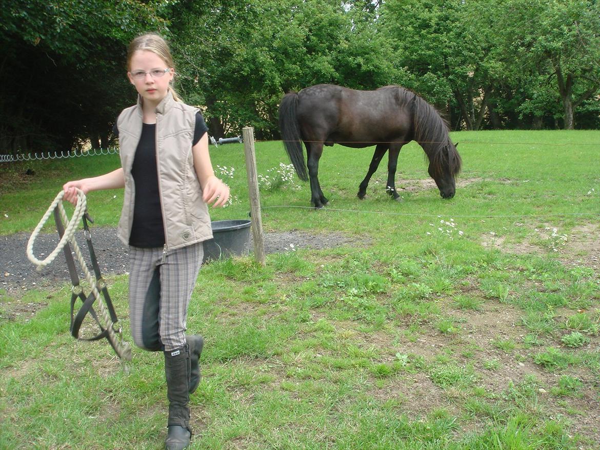Islænder Yringúr (Ingolf) - Så skal der slappes af ;-) billede 8