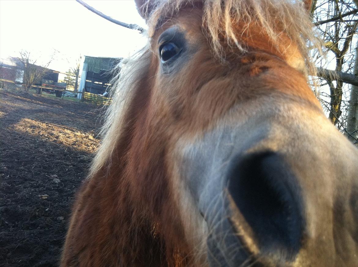 Shetlænder Sammy(Boy)<3 - Velkommen til Sammy's profil:-) billede 1