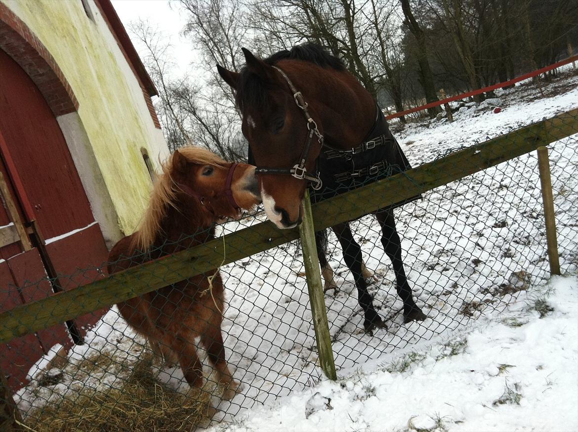 Shetlænder Sammy(Boy)<3 - Møs<3:-* billede 2
