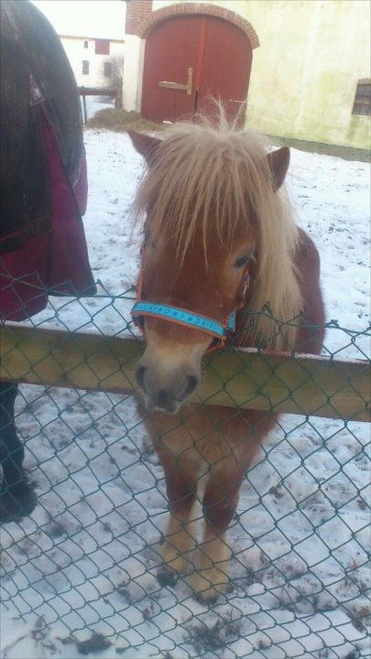 Shetlænder Sammy(Boy)<3 - han er så smuk!<3 billede 3