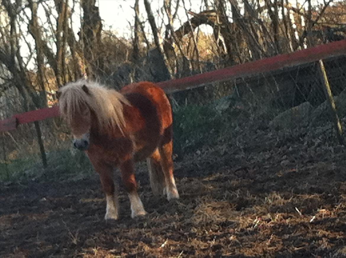 Shetlænder Sammy(Boy)<3 - Sammy spiller sej! xD billede 4