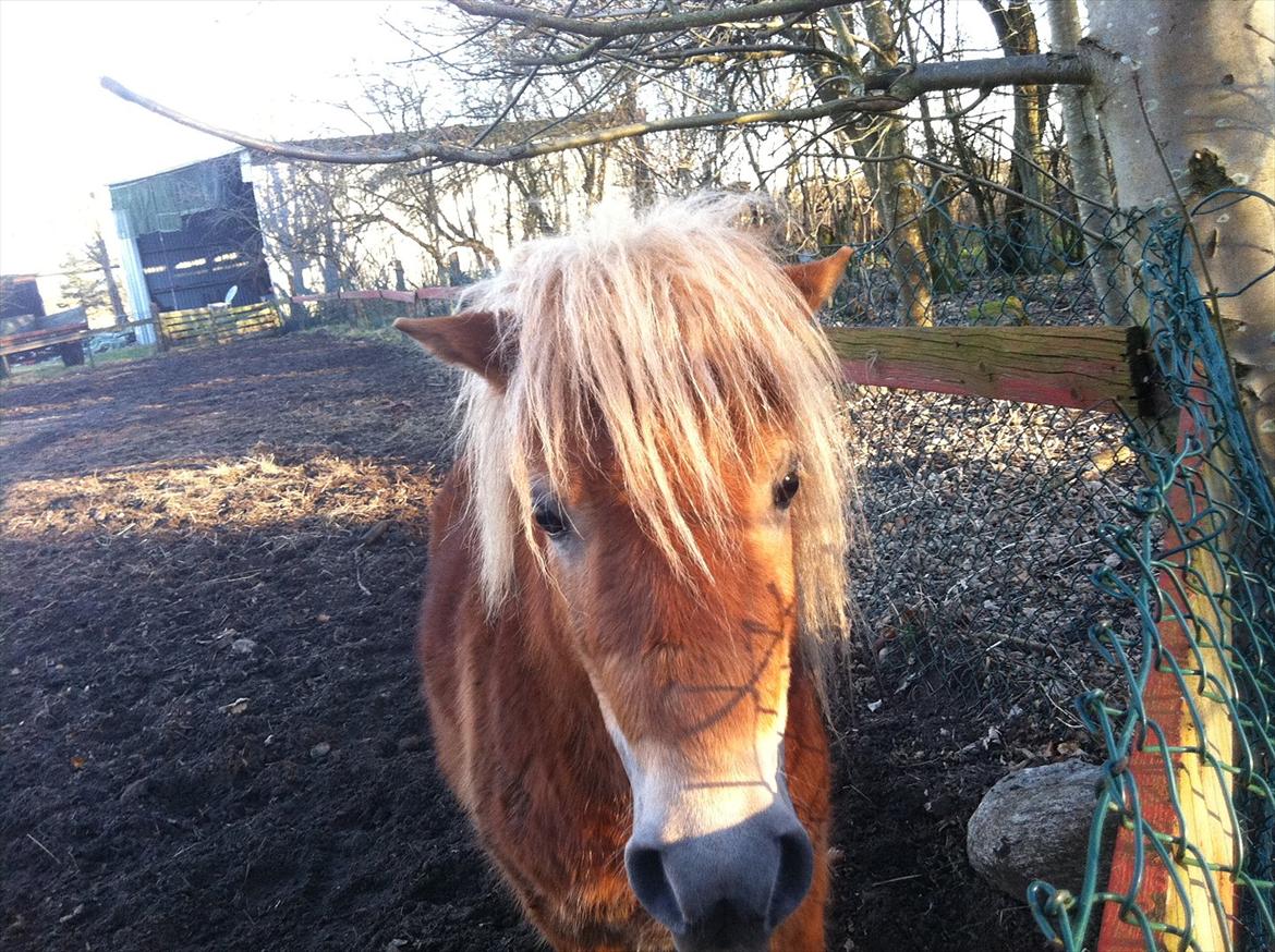 Shetlænder Sammy(Boy)<3 - lalalal.....:-D sidder mit hår godt?!<3 billede 5