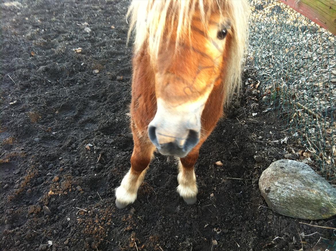 Shetlænder Sammy(Boy)<3 - Lækker Sammy!:-* billede 6