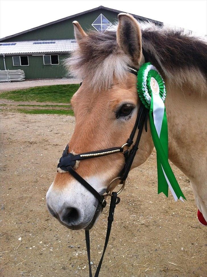 Fjordhest Micky (Penti) <3 - 3 plads til den første ø-cup kval. i spring 2012. kun 1 sek fra første pladsen <3 billede 6