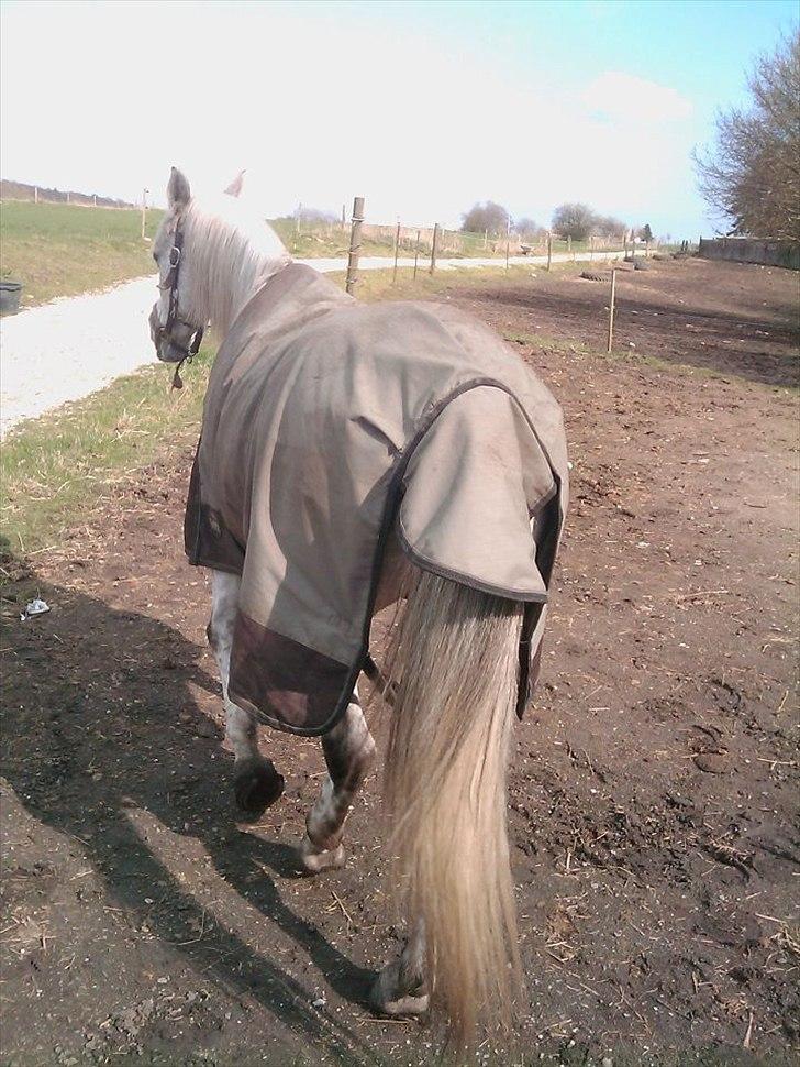 Arabisk fuldblod (OX) Isan - Nu er der ikke mer' billede 20