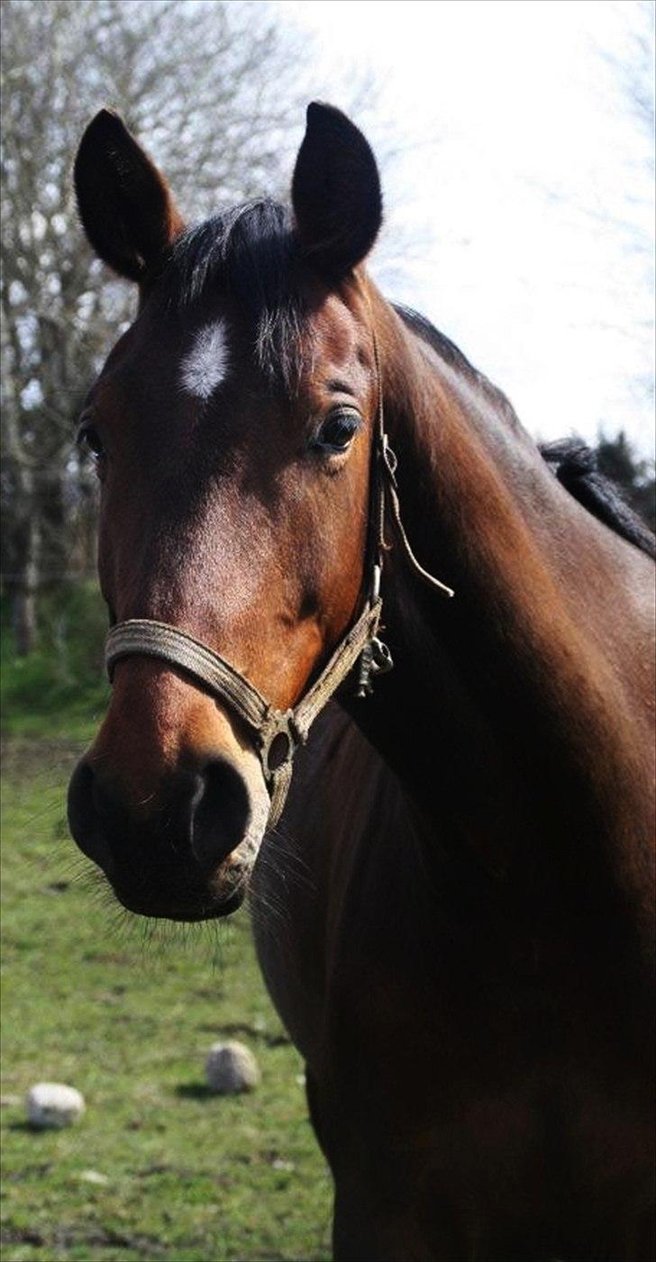 Anden særlig race Ariel - 22/04-2012 <3 billede 1