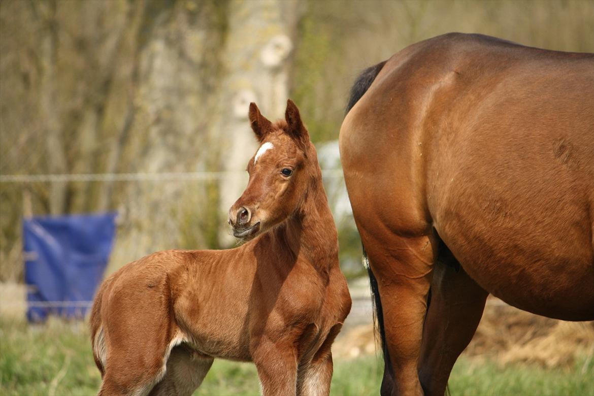 Arabisk fuldblod (OX) Ferrari-B billede 1
