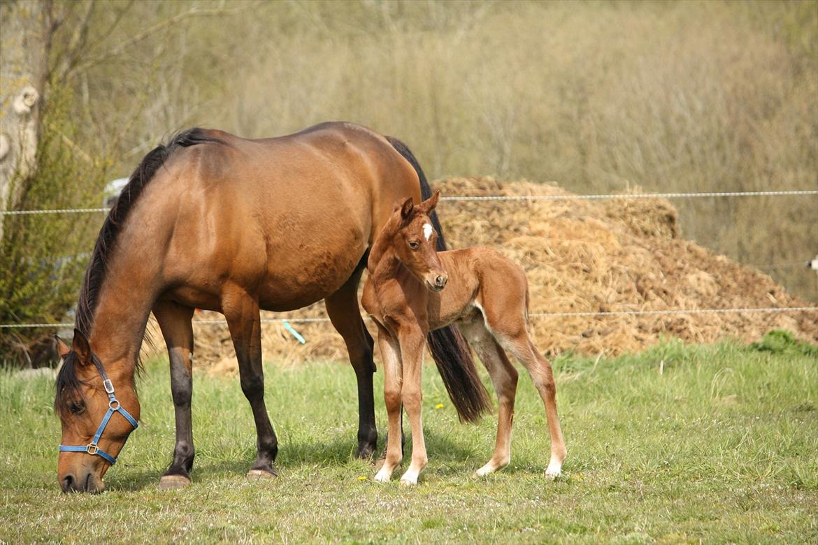 Arabisk fuldblod (OX) Ferrari-B billede 2