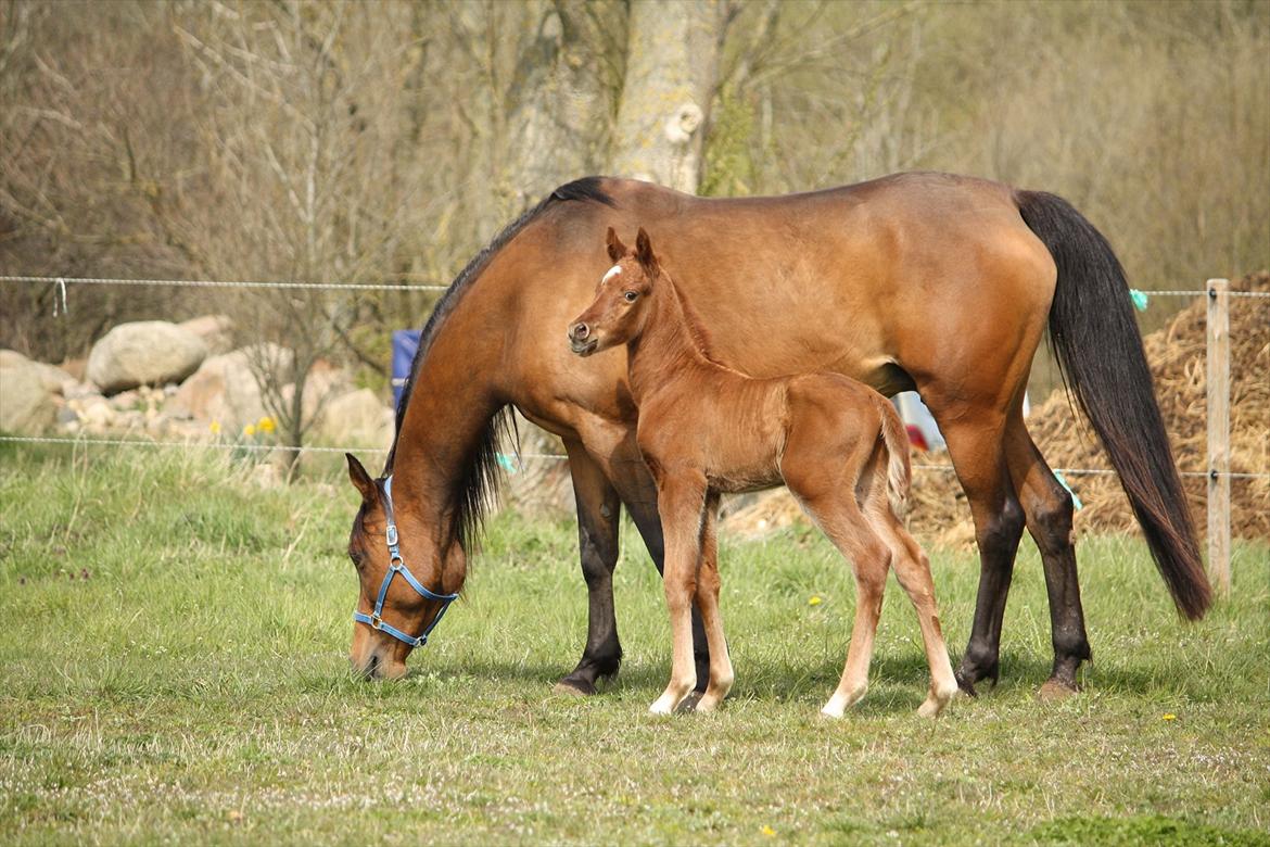 Arabisk fuldblod (OX) Ferrari-B billede 3