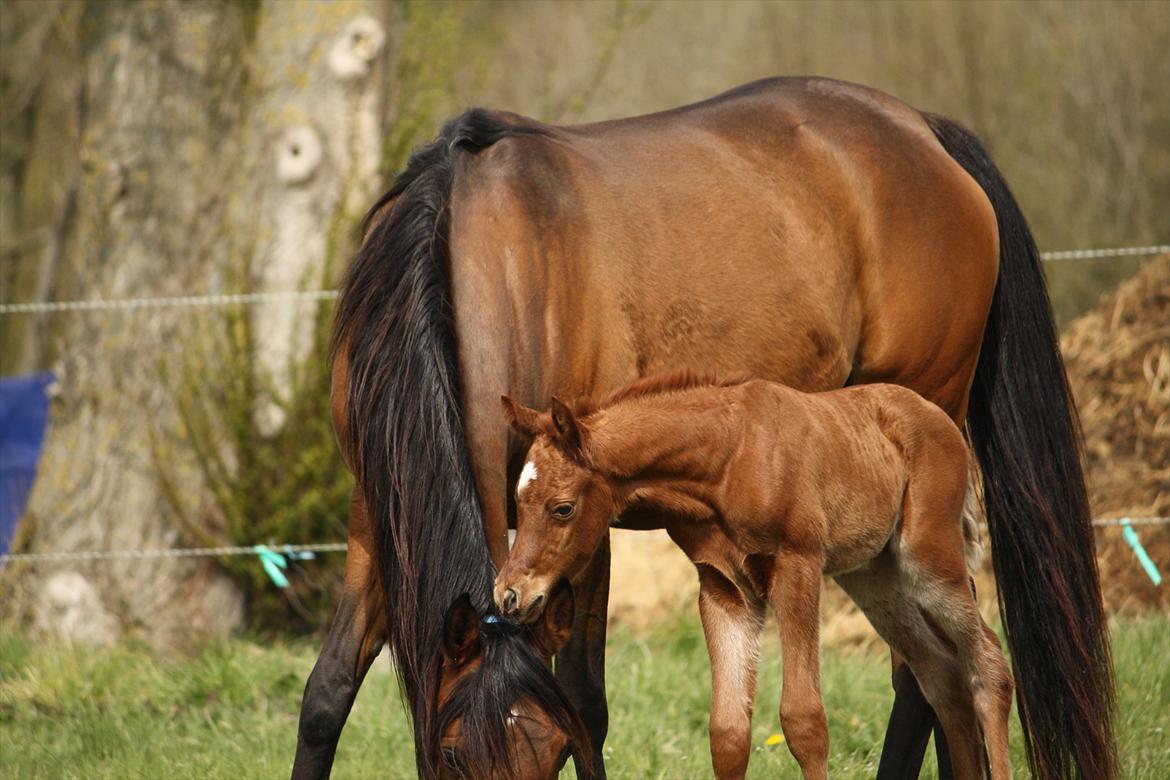 Arabisk fuldblod (OX) Ferrari-B billede 4