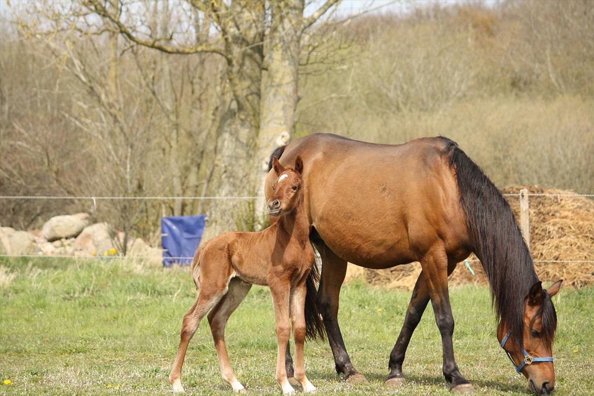 Arabisk fuldblod (OX) Ferrari-B billede 5