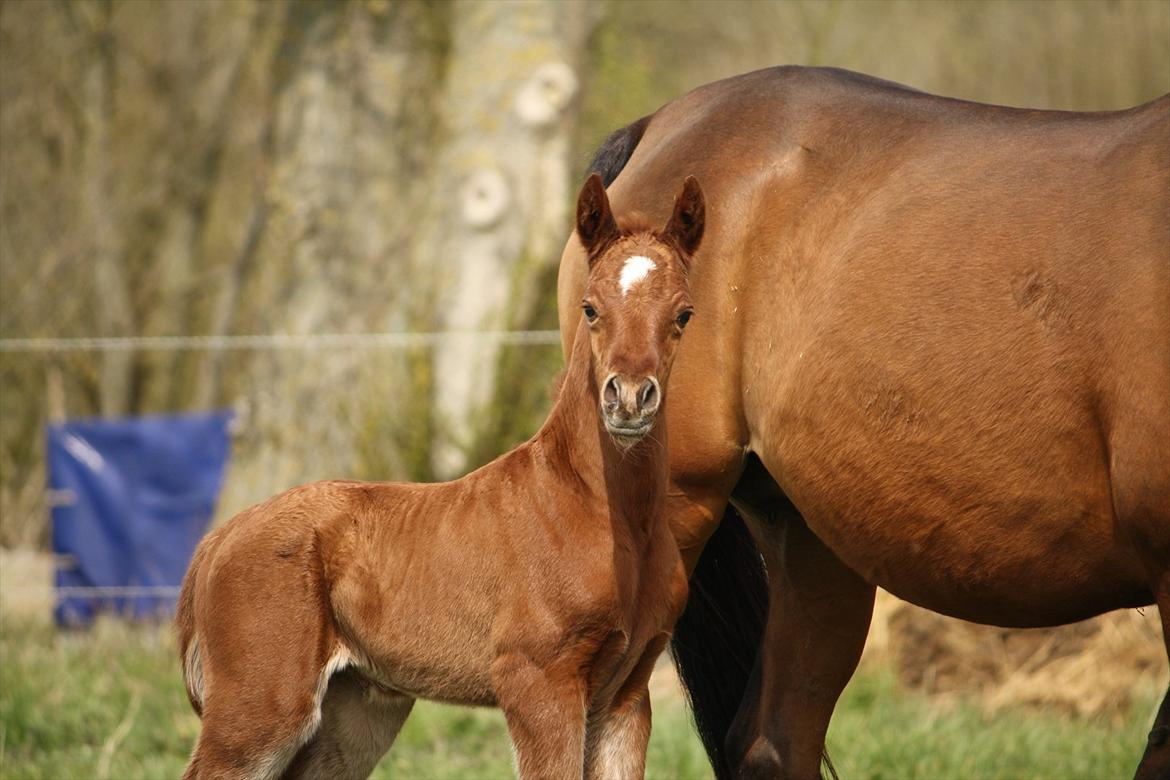 Arabisk fuldblod (OX) Ferrari-B billede 6