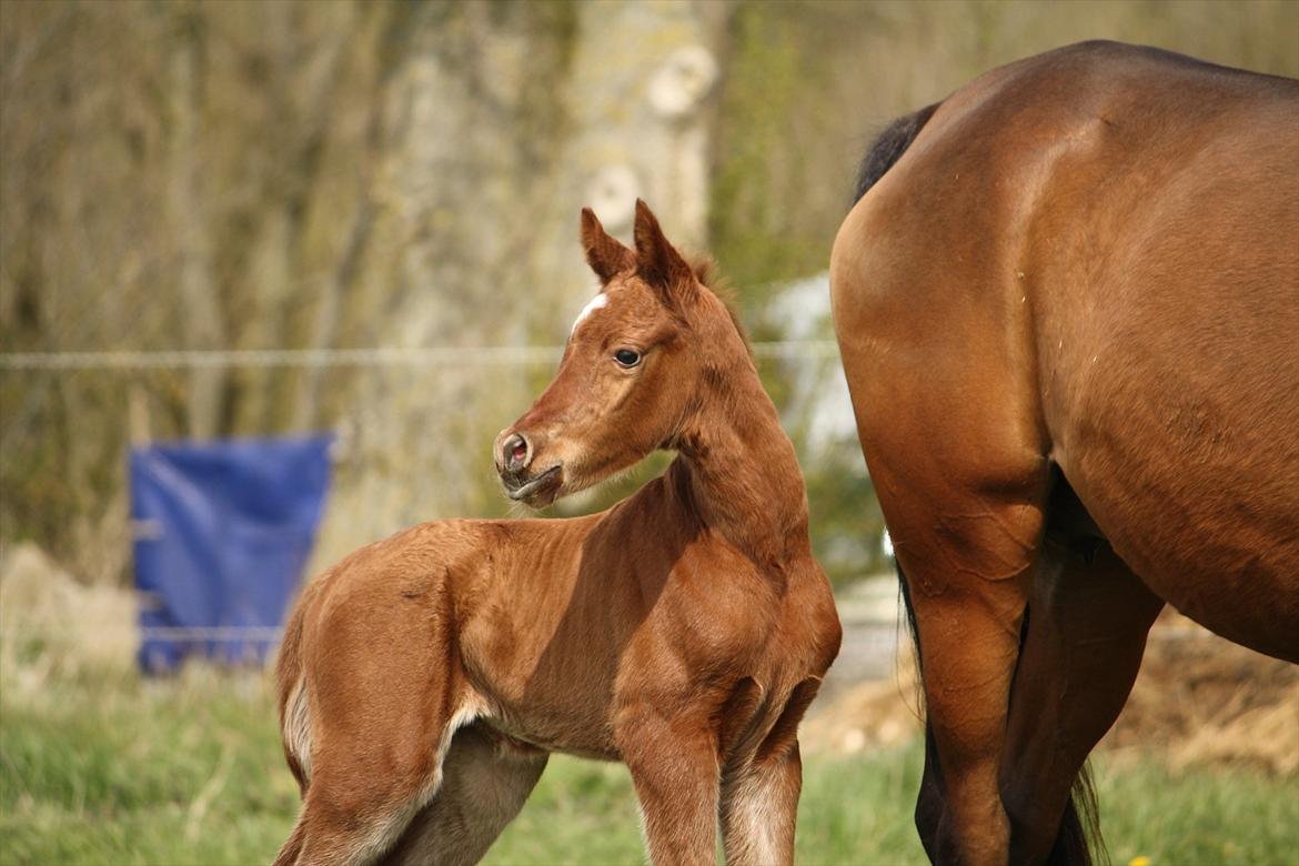 Arabisk fuldblod (OX) Ferrari-B billede 8