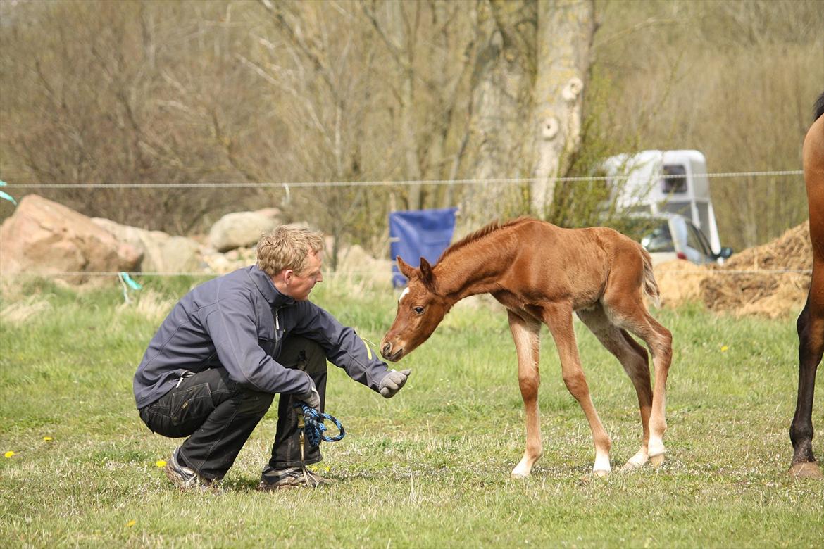 Arabisk fuldblod (OX) Ferrari-B billede 9