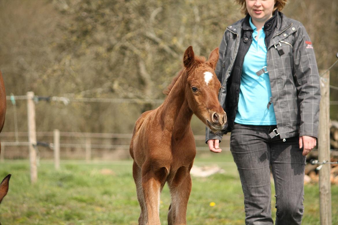 Arabisk fuldblod (OX) Ferrari-B billede 10