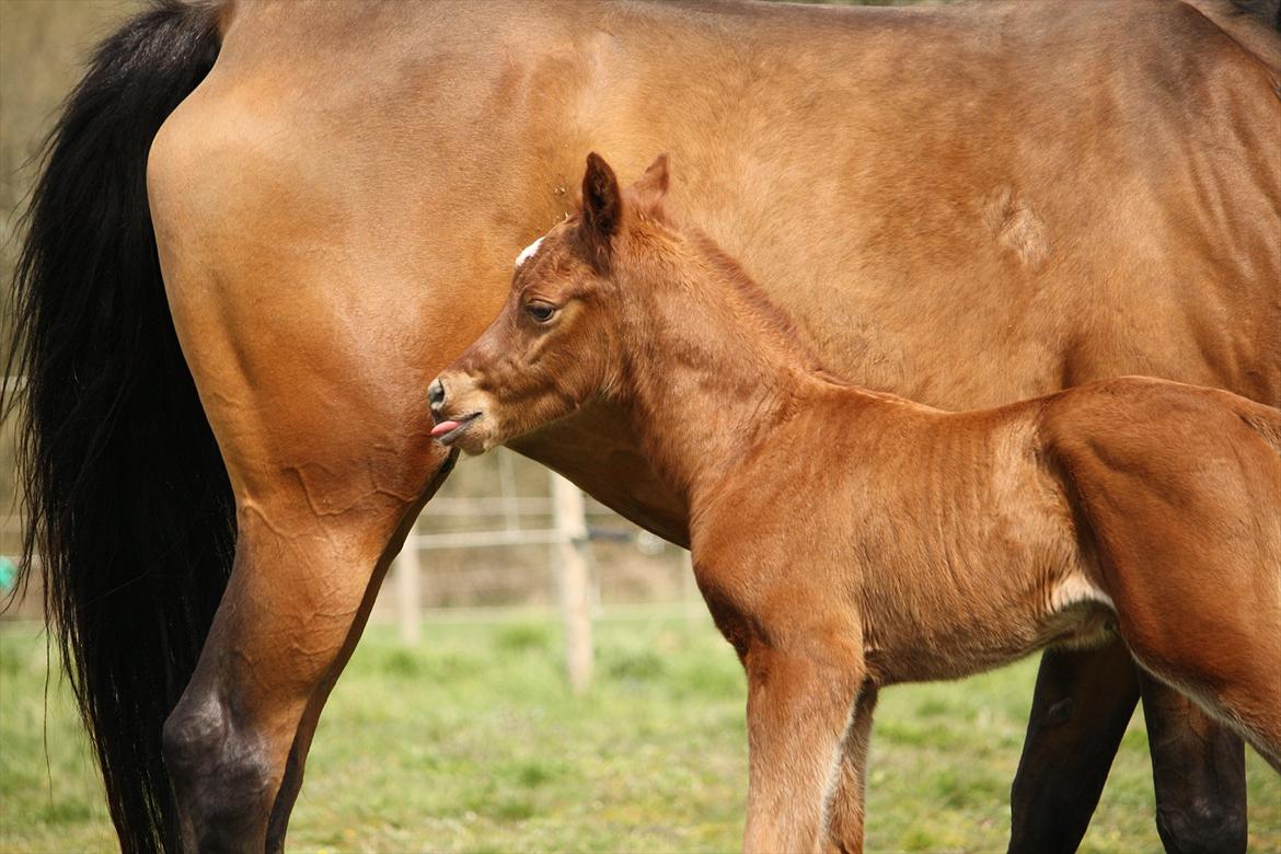 Arabisk fuldblod (OX) Ferrari-B billede 11