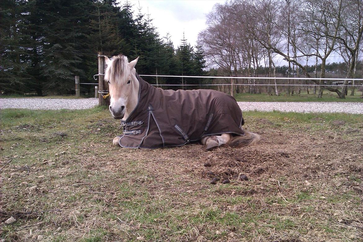 Fjordhest Højgaards Hjalte - Middagshygge på folden billede 12