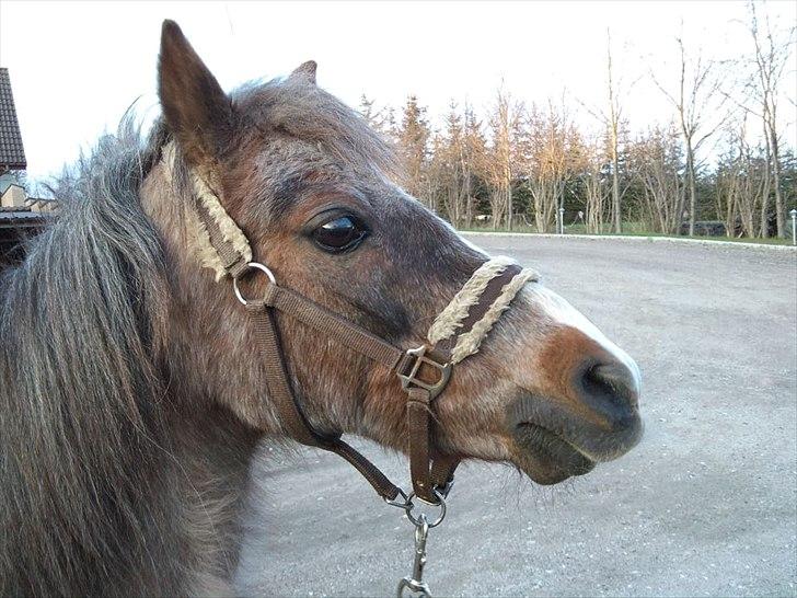 Anden særlig race Sheila *My Soulmate* billede 9