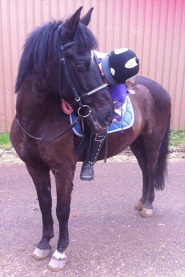 Anden særlig race Jeko Mini--Elsker dig!! - Jeg elsker dig! <3 billede 1